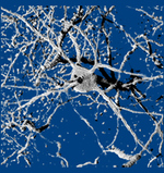 L5PyNeuron4